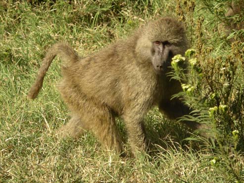 Baboon (4)