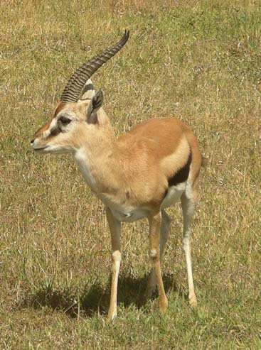 Gazelle