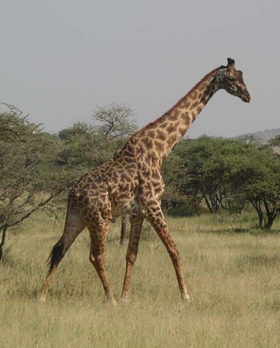 Giraffe (6)