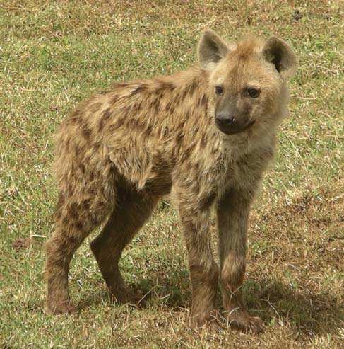 Hyena