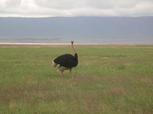 Ostrich (3)