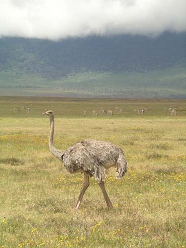 Ostrich (4)