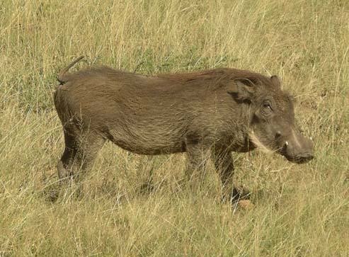 Warthog