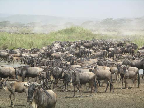 Wildebeest (2)