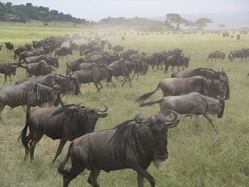 Wildebeest (5)