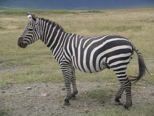Zebra (4)