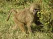 Baboon (4)