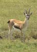 Gazelle (1)