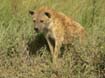 Hyena (2)