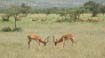 Impala (3)