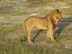 Lion (11)