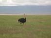Ostrich (3)