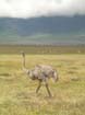 Ostrich (4)