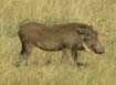 Warthog
