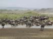 Wildebeest (3)