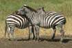 Zebra (1)